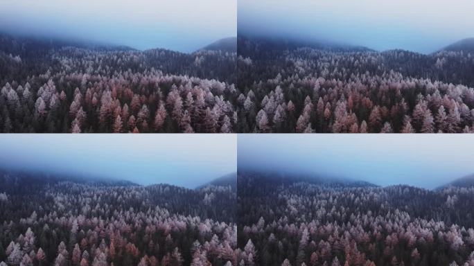 黑暗的森林林地树木，喜怒无常的空中山景，在秋天的蓝色多云的日子里，白色怪异的橙色树梢