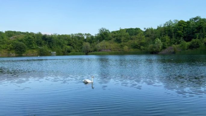 沃里克郡拉格比的卡尔德科特湖，夏季有鸭子和天鹅