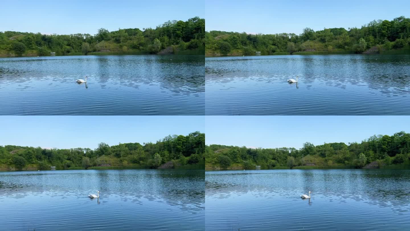 沃里克郡拉格比的卡尔德科特湖，夏季有鸭子和天鹅