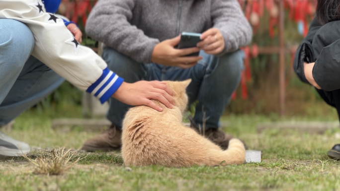 人与动物 流浪猫 宠物猫 萌宠