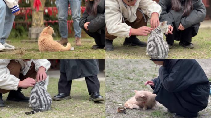 人与动物 流浪猫 宠物猫 萌宠