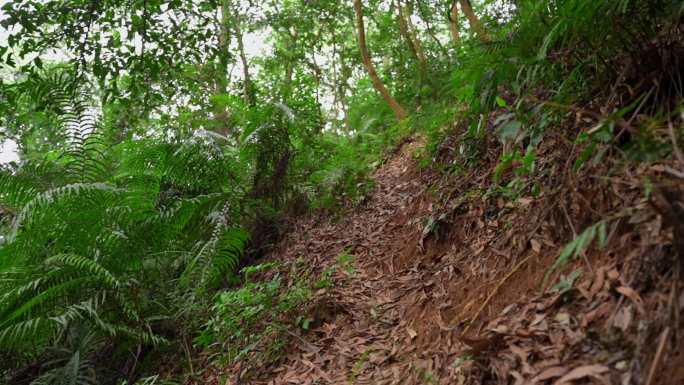 森林的山路山地里泥巴路长满杂草