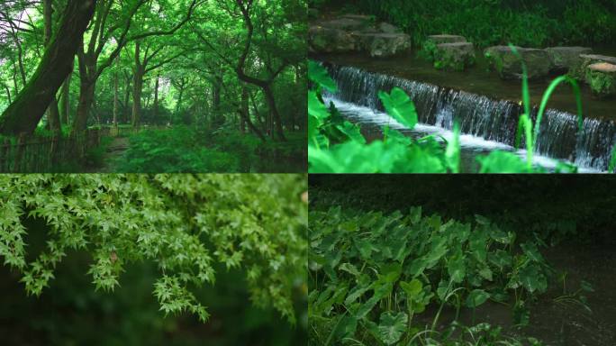 西湖景区绿野仙踪