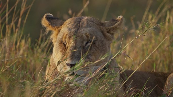 一只母狮坐在马赛马拉国家保护区的草原上