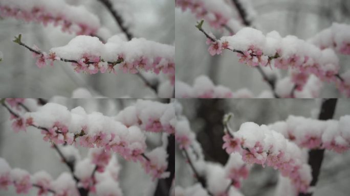 桃花雪