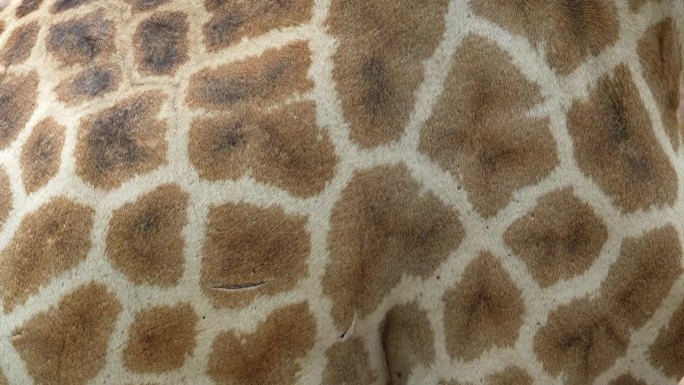 特写正面，长颈鹿的身体皮肤图案。