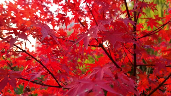 秋天红色枫叶