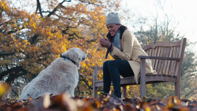 在秋天的公园或乡村，带着酒瓶的女子坐在长椅上遛着金毛猎犬