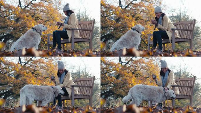 在秋天的公园或乡村，带着酒瓶的女子坐在长椅上遛着金毛猎犬