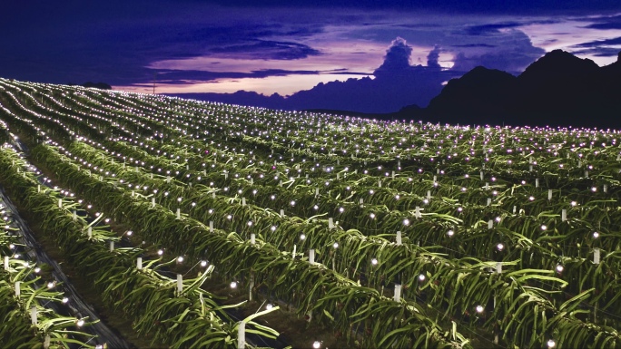 广西火龙果种植基地航拍合集