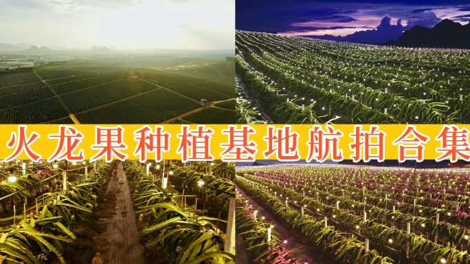 广西火龙果种植基地航拍合集