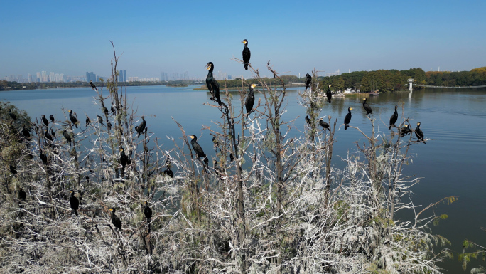 武汉东湖鸟岛鸬鹚 鸟类栖息湿地