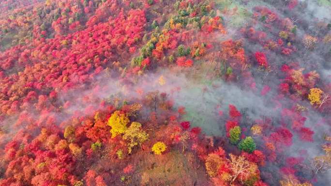 秋天五花山吉林东北秋景日出云海云雾逆光