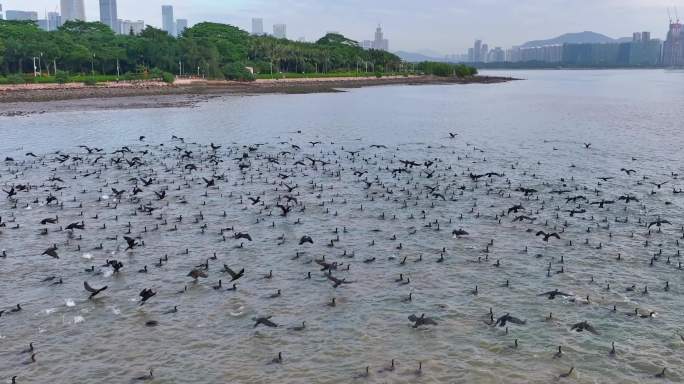 深圳湾候鸟