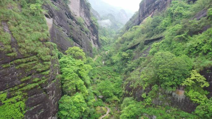 航拍武夷山茶山