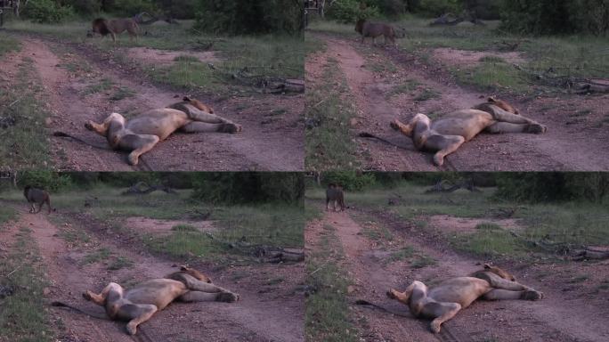 雄狮四肢伸开，仰卧着睡觉，而它的兄弟在它身后走着。