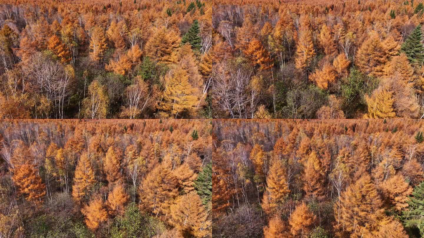 4K阿尔山秋天风景生态色彩森林自然保护区