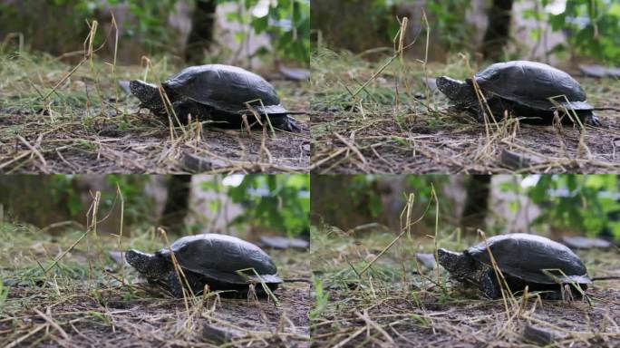 欧洲河龟躺在地上，环形蛇特写