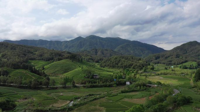 航拍武夷山茶山