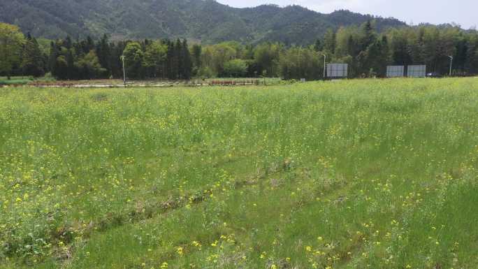 农田高标准农田乡村农村