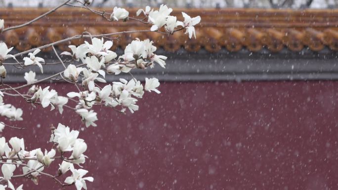 实拍北京宫墙玉兰花飘雪