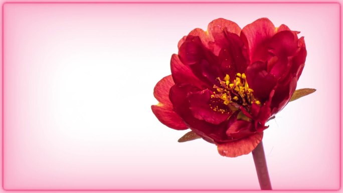 美丽的红色马齿苋花在白色背景上开放特写。春天，复活节，情人节，节日概念。祝贺横幅与框架和文字的位置