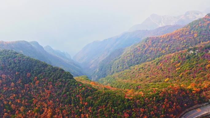 大气三峡红叶航拍