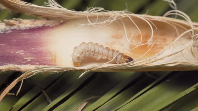 欧洲害虫棕榈螟爬行幼虫的宏观分类