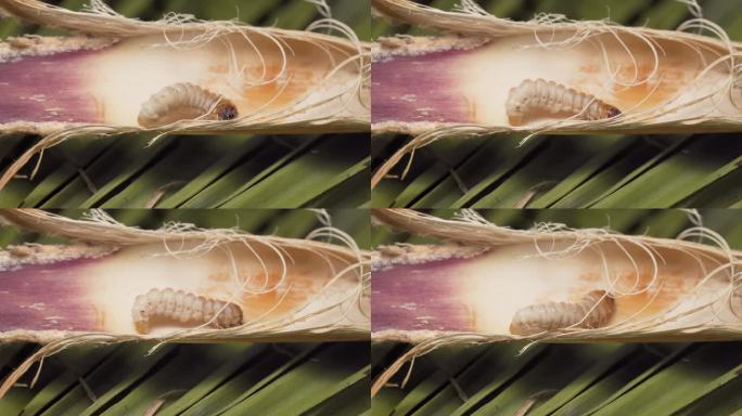 欧洲害虫棕榈螟爬行幼虫的宏观分类