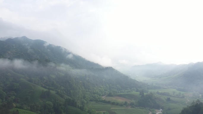 航拍武夷山茶山