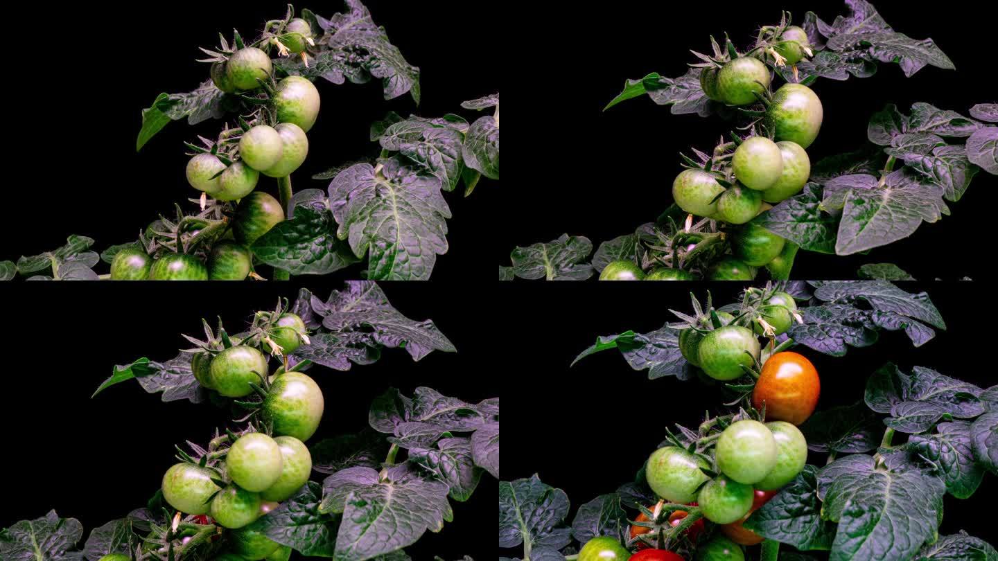 番茄在灌木上变红，延时播放，4k。一串西红柿。番茄收获。在温室里长大。新鲜的西红柿，可以摘了。特写镜