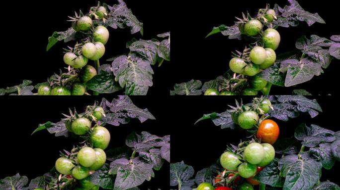 番茄在灌木上变红，延时播放，4k。一串西红柿。番茄收获。在温室里长大。新鲜的西红柿，可以摘了。特写镜
