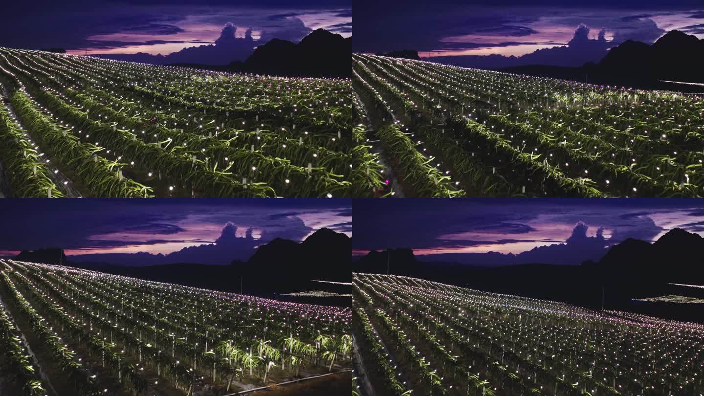 【45元】火龙果种植基地夜景航拍