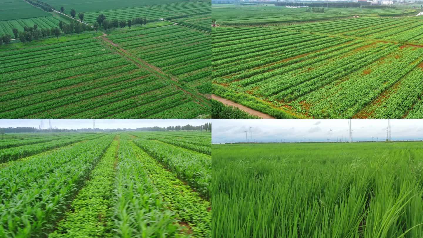 航拍玉米地 水稻农田