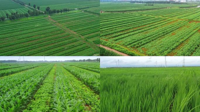 航拍玉米地 水稻农田
