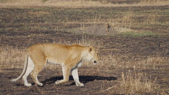 一对母狮在马赛马拉国家保护区的草原上散步