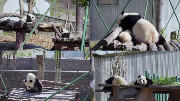 卧龙中华大熊猫博物馆
