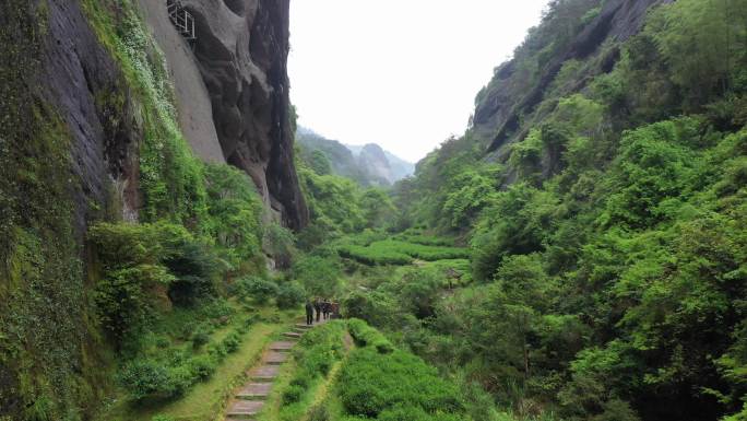 航拍武夷山茶山