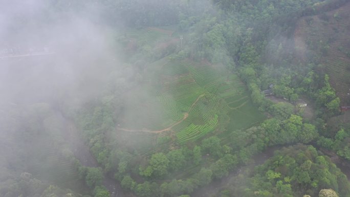 航拍武夷山茶山