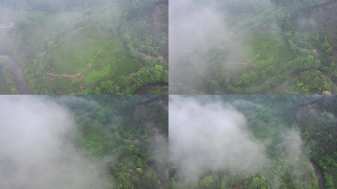 航拍武夷山茶山