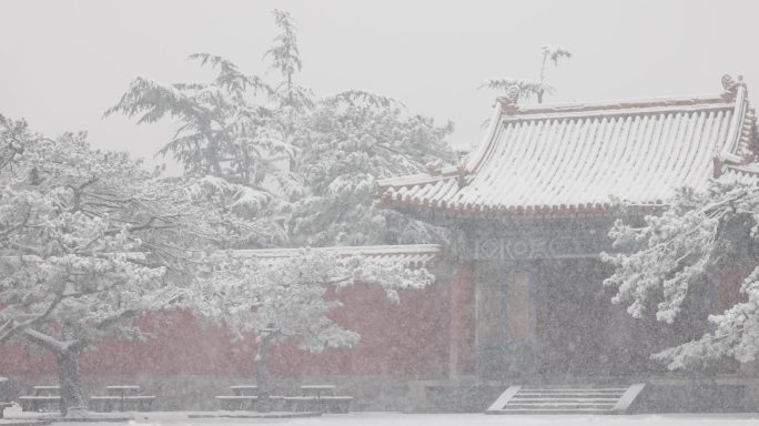 实拍北京太庙春雪玉兰花飘雪