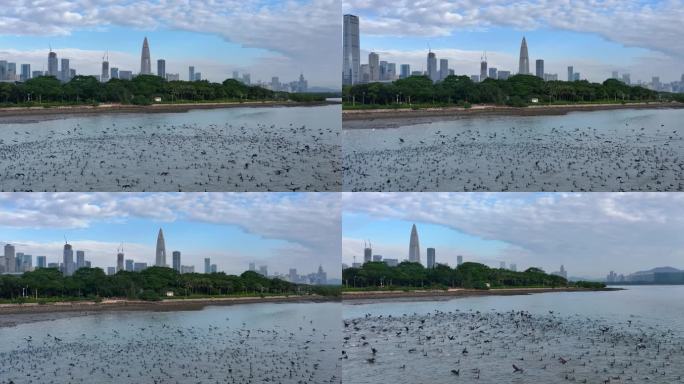 深圳湾候鸟