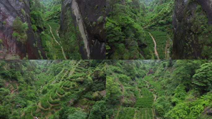 航拍武夷山茶山