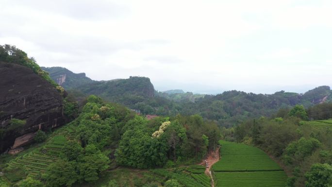 航拍武夷山茶山