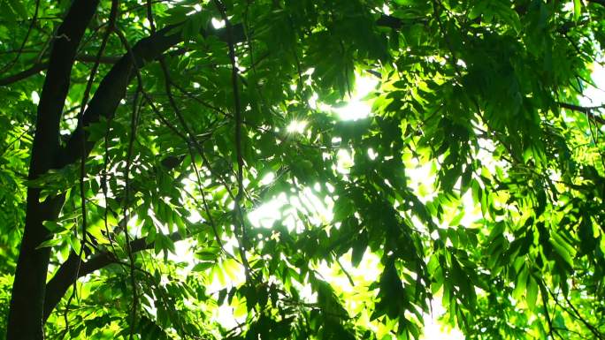 夏日树木花草绿色漏光