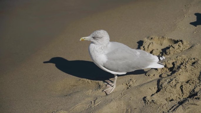 一只白色的大海鸥站在海边的沙滩上环顾四周。近景拍摄