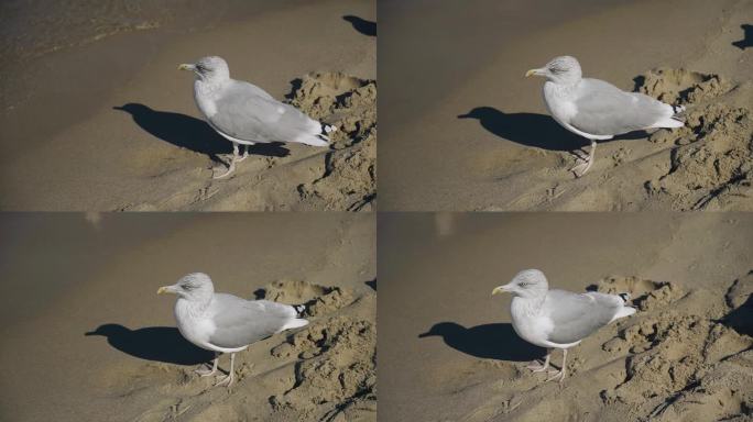 一只白色的大海鸥站在海边的沙滩上环顾四周。近景拍摄