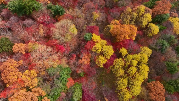 4K秋天色彩五花山光雾山秋景风光自然新疆