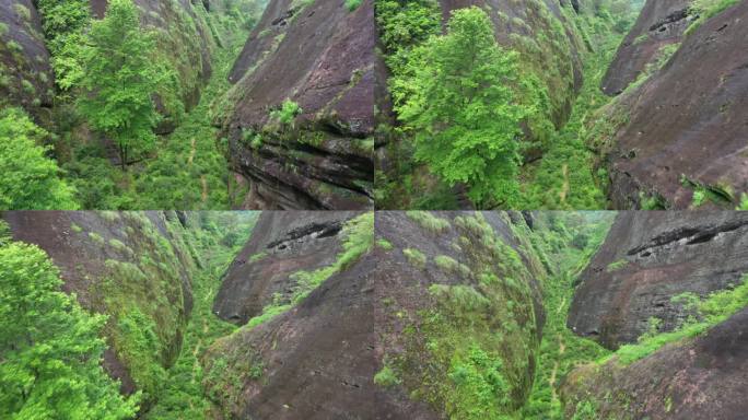 航拍武夷山茶山