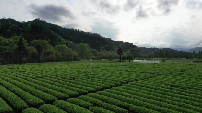 航拍武夷山茶山